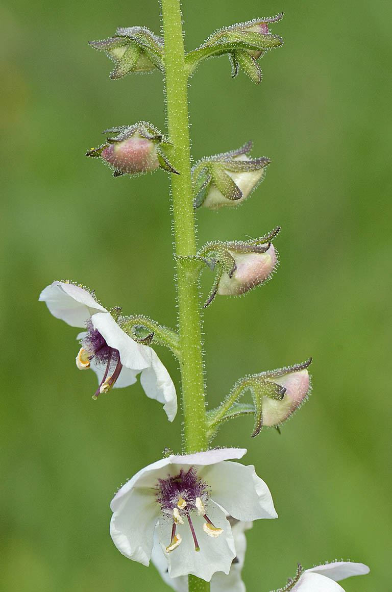 Verbascum blattaria bianco